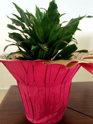 花の覆い/パックの鍋植物のための印刷された多彩な屋内植木鉢カバー